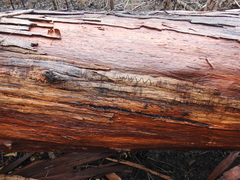 Eucalyptus racemosa