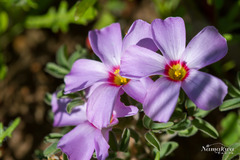 Oxalis callosa