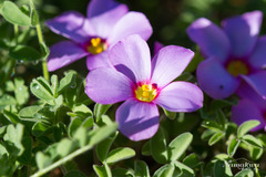 Oxalis callosa