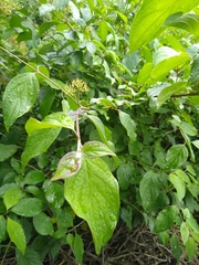 Cornus sanguinea
