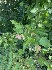 Acer opalus