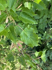 Acer opalus