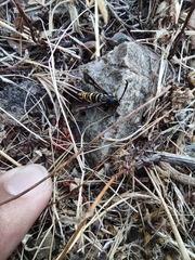 Bembecia uroceriformis