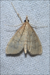 Metasia dicealis