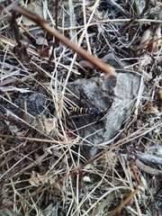 Bembecia uroceriformis