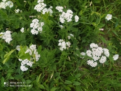 Achillea millefolium