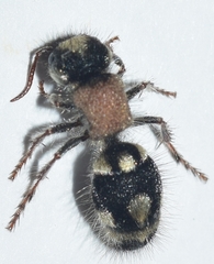Ronisia barbarula