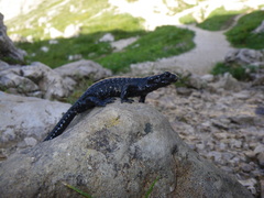 Salamandra atra