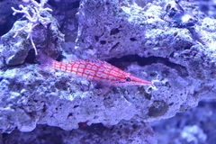 Oxycirrhites