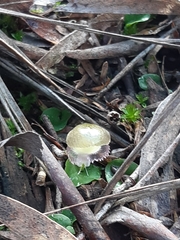 Corybas diemenicus