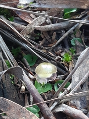 Corybas diemenicus