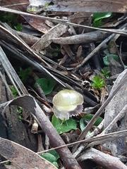 Corybas diemenicus