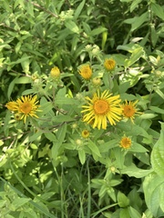 Pentanema helveticum