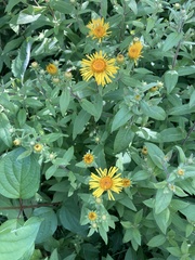 Pentanema helveticum