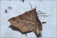 Rhinodia rostraria