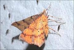 Rhinodia rostraria