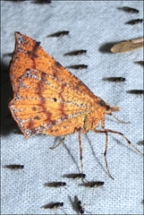 Rhinodia rostraria