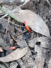 Clavulinopsis sulcata