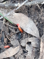 Clavulinopsis sulcata