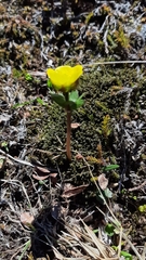 Ranunculus nivalis