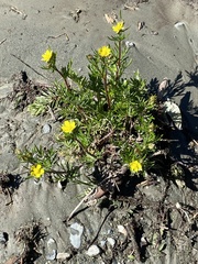 Potentilla bimundorum