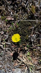 Ranunculus nivalis