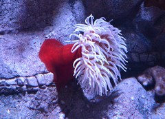 Pseudactinia