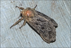 Oncopera intricoides