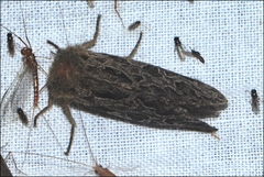 Oncopera intricoides