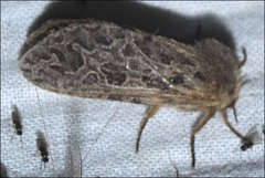 Oncopera intricoides