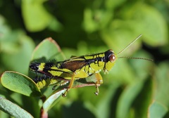 Miramella frinias