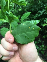 Puccinia sparganioidis