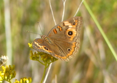 Junonia neildi