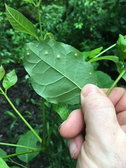 Puccinia sparganioidis