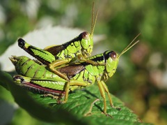 Miramella frinias