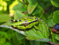 Miramella frinias