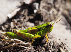 Miramella frinias