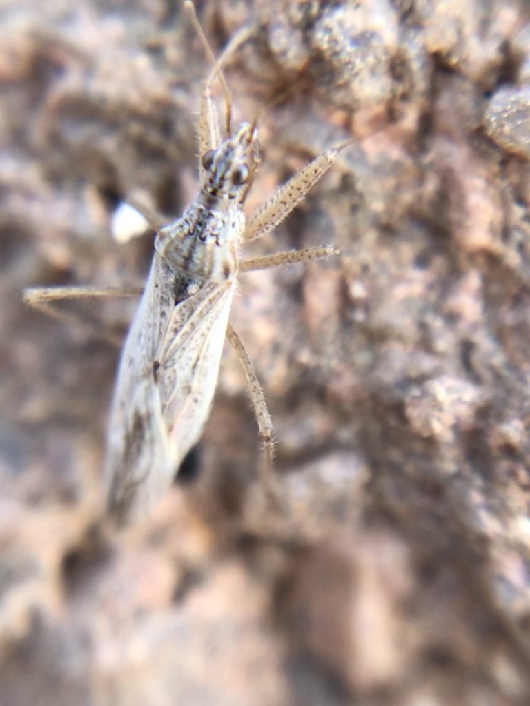 western damsel bug