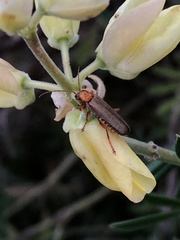 Cultellunguis larvalis
