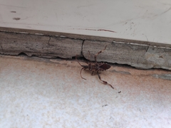Leptoglossus occidentalis