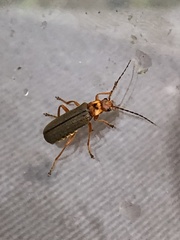 Cultellunguis larvalis