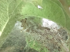 Yponomeuta malinellus