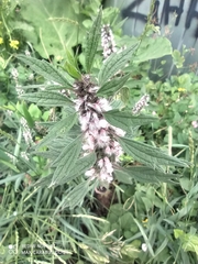 Leonurus quinquelobatus