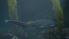 Hexanchidae