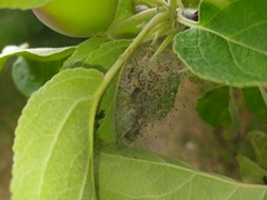 Yponomeuta malinellus
