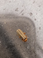 Cultellunguis larvalis