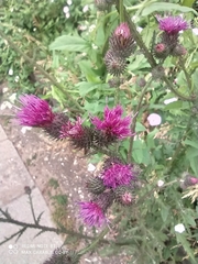 Carduus crispus