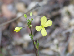 Brassica barrelieri