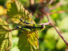 Miramella frinias