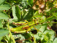 Miramella frinias